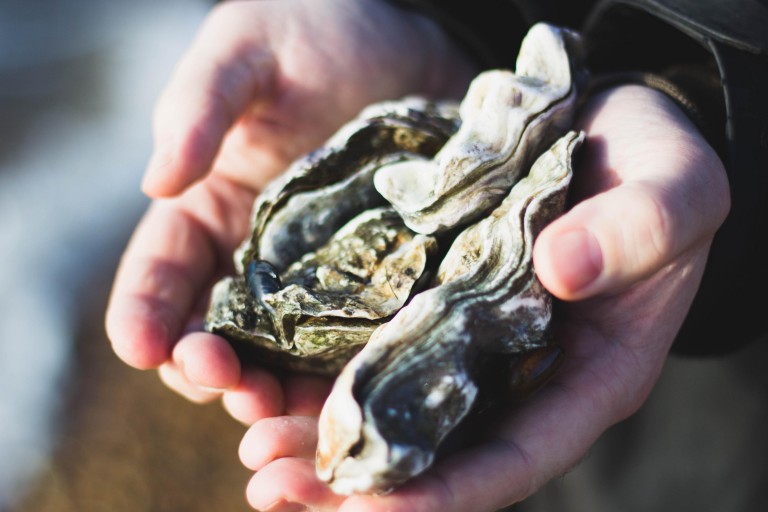 The Northern Neck is Your Oyster image